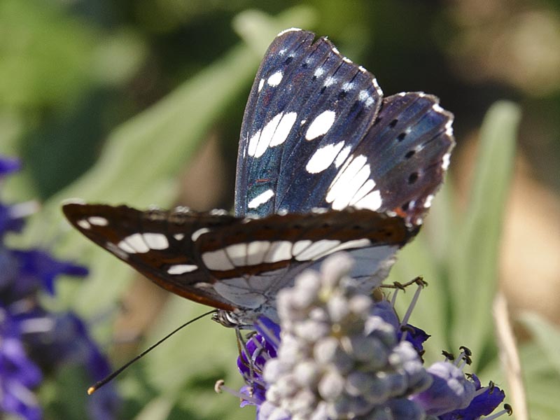 Lymenitis reducta