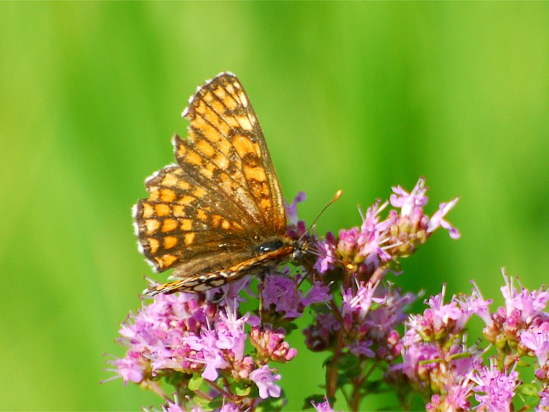 Melitaea sp.