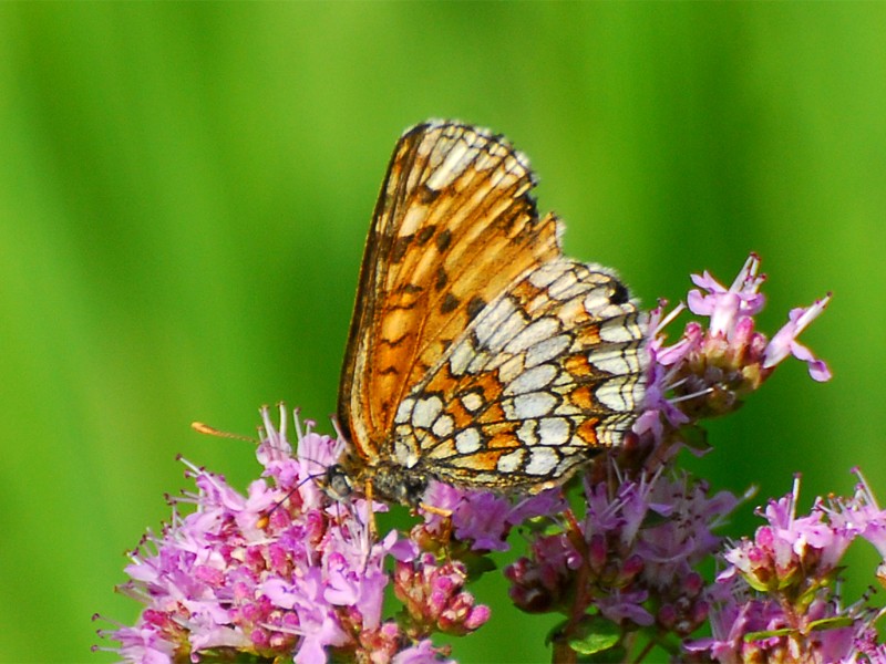 Melitaea sp.