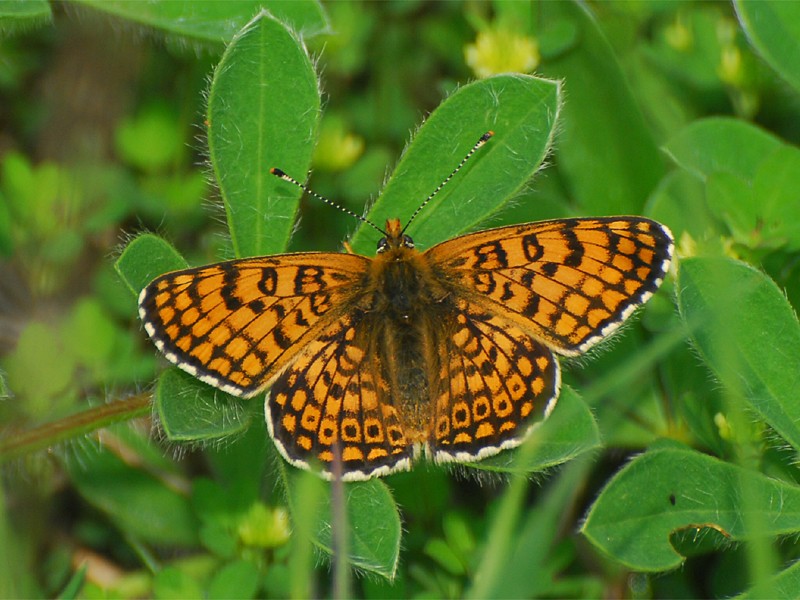 Melitaea cinxia