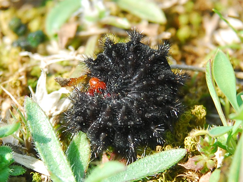 Melitaea cinxia