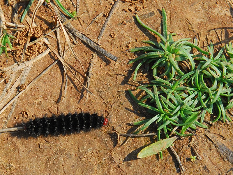 Melitaea cinxia