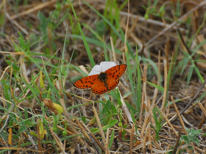 Melitea didyma