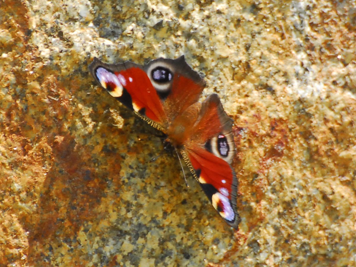Nymphalis io