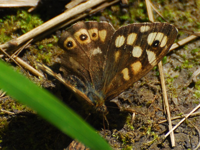 Pararge aegeria