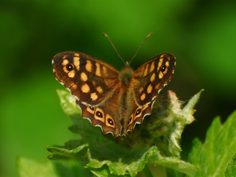 Pararge aegeria