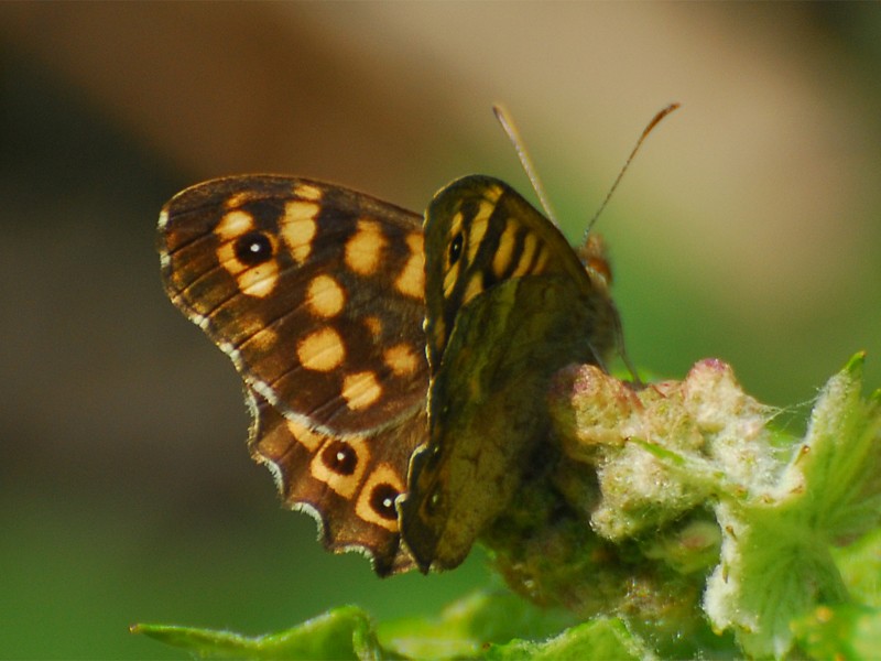 Pararge aegeria