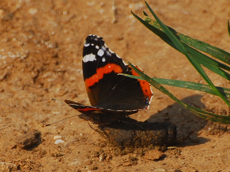  Vanessa atalanta