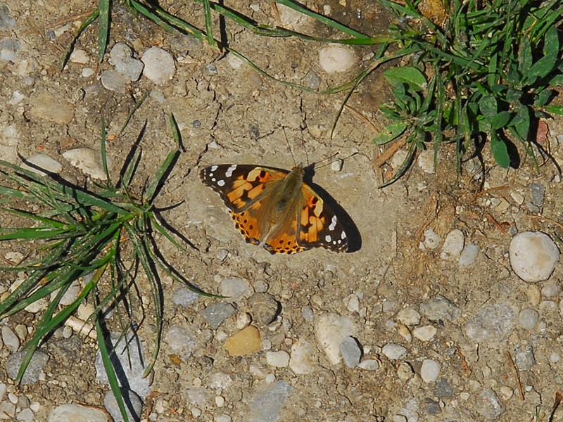 Vanessa cardui