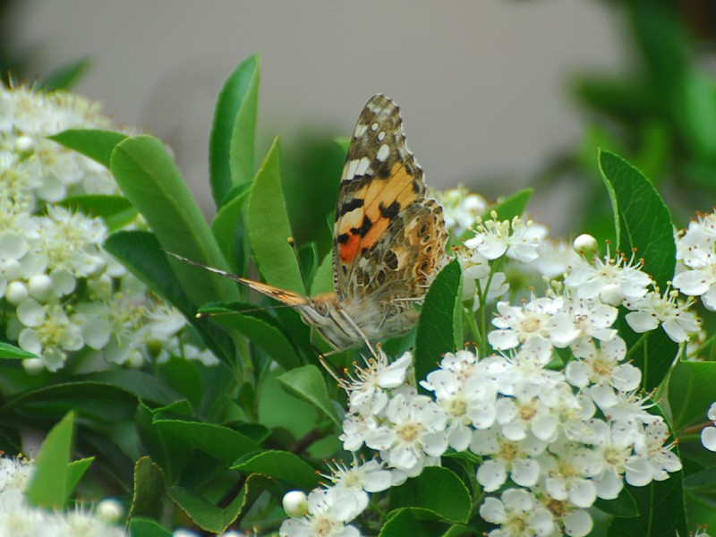 Vanessa cardui