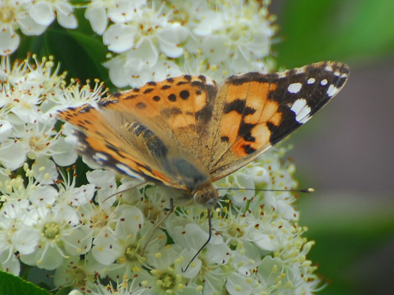 Vanessa cardui