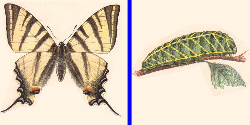 Iphiclides podalirius