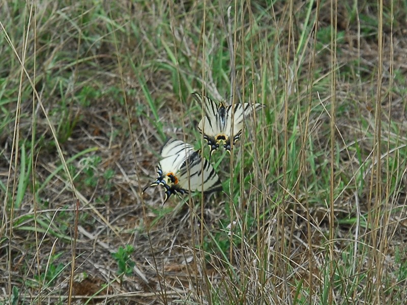 Iphiclides podalirius