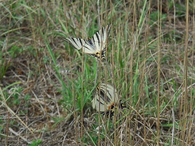 Iphiclides podalirius