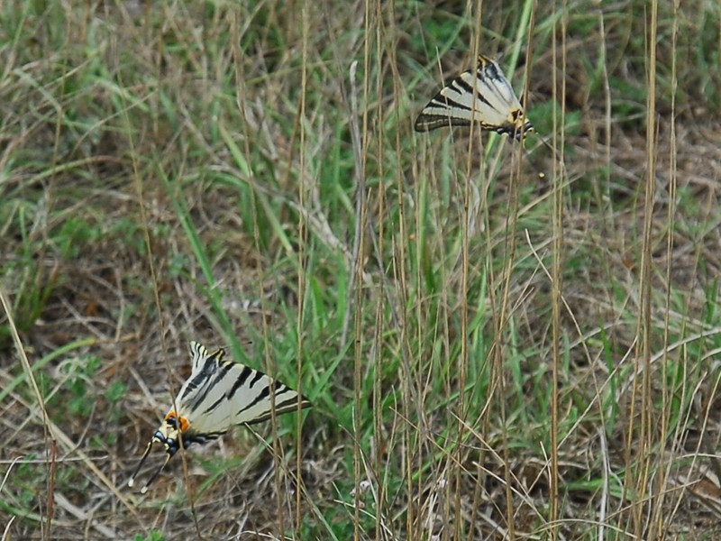 Iphiclides podalirius