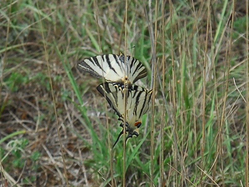 Iphiclides podalirius