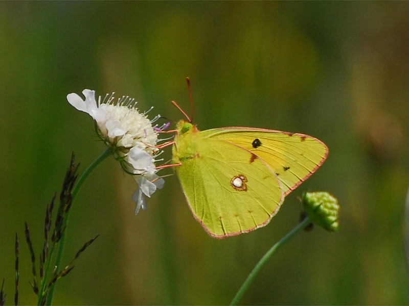 Colias crocea