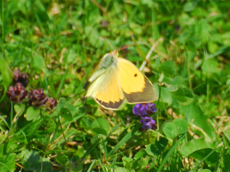 Colias crocea