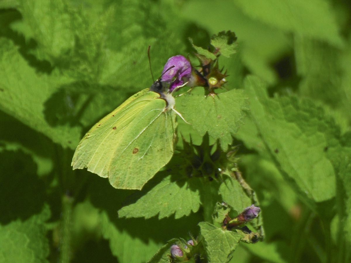 Gonepteryx rhamni