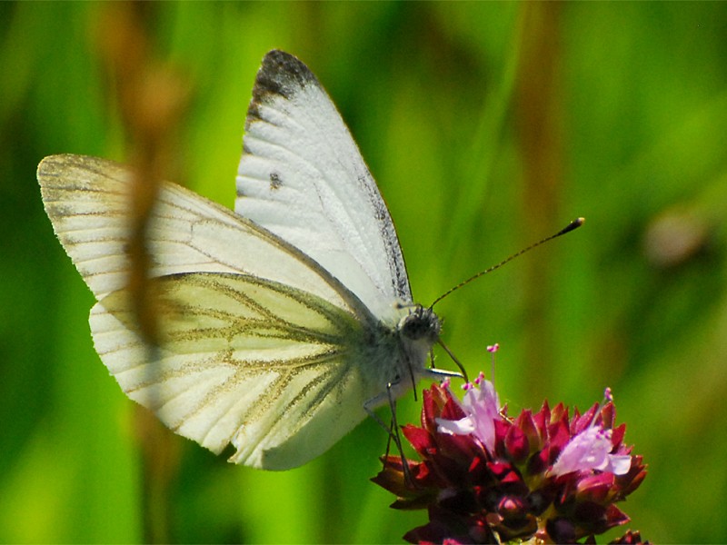 Pieris napae