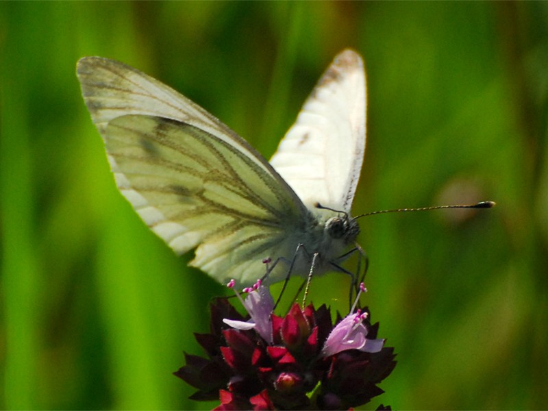 Pieris napae