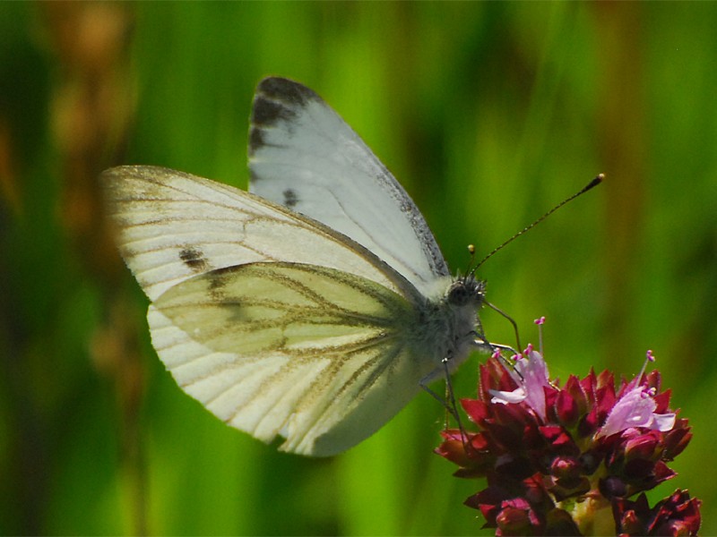 Pieris napae