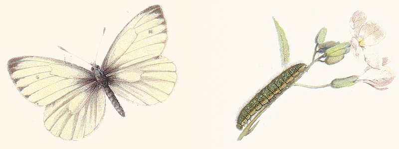 Pieris napae