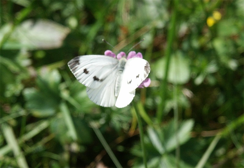 Pieris rapae