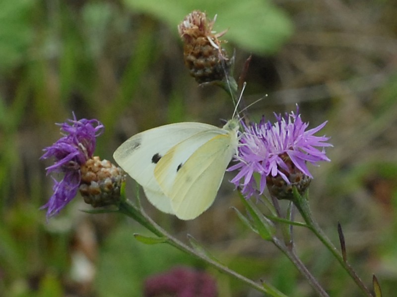 Pieris rapae