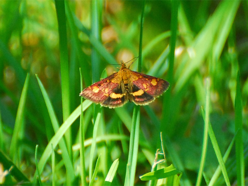 Pyrausta aurata