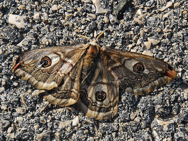  Saturnia pavonia