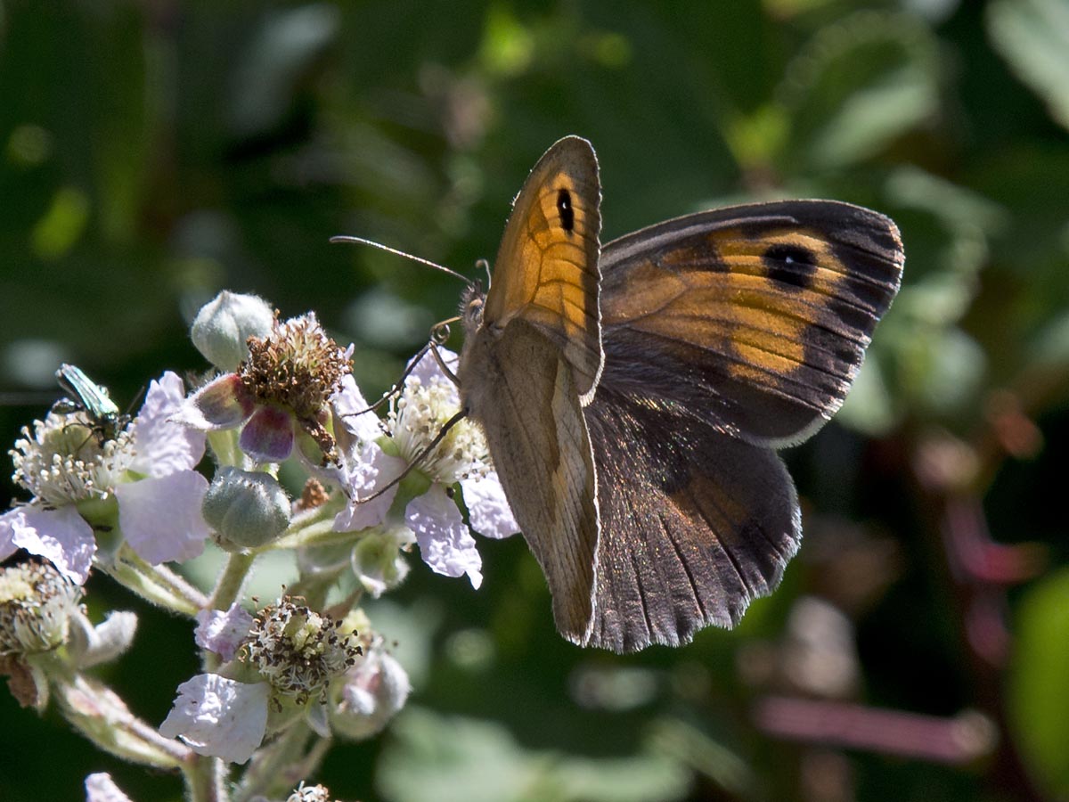 Maniola jurtina