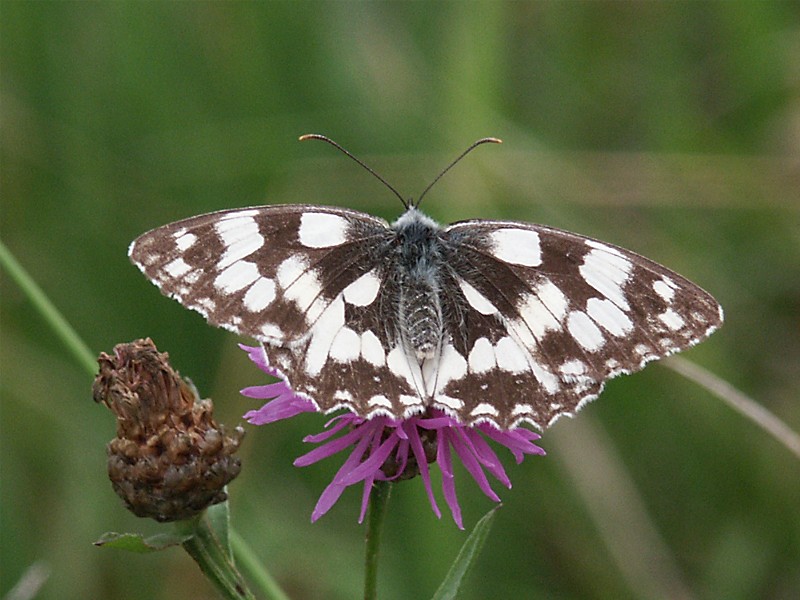 Melanargia galathea