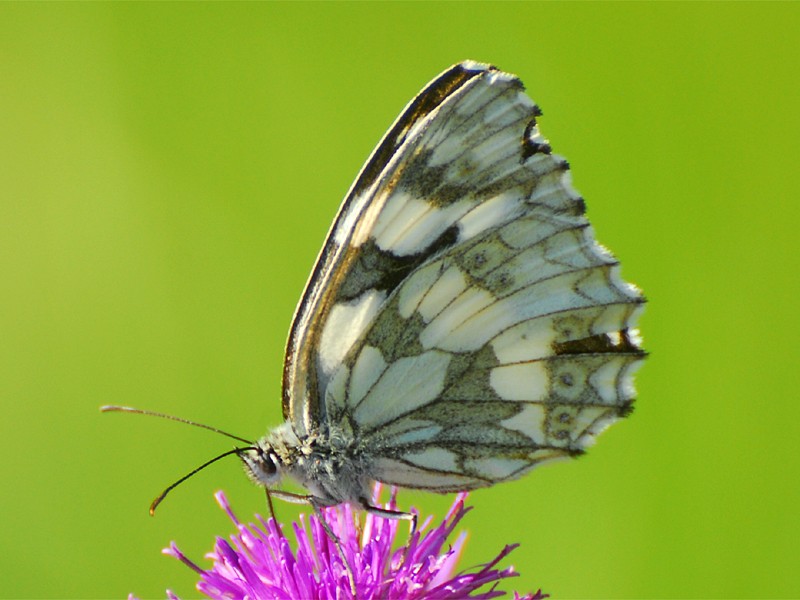 Melanargia galathea