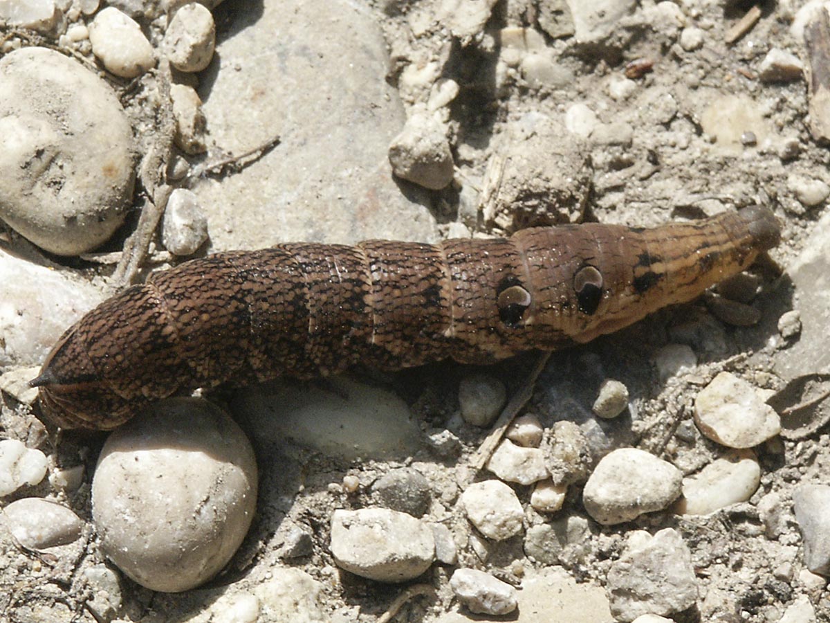 Deilephila elpenor