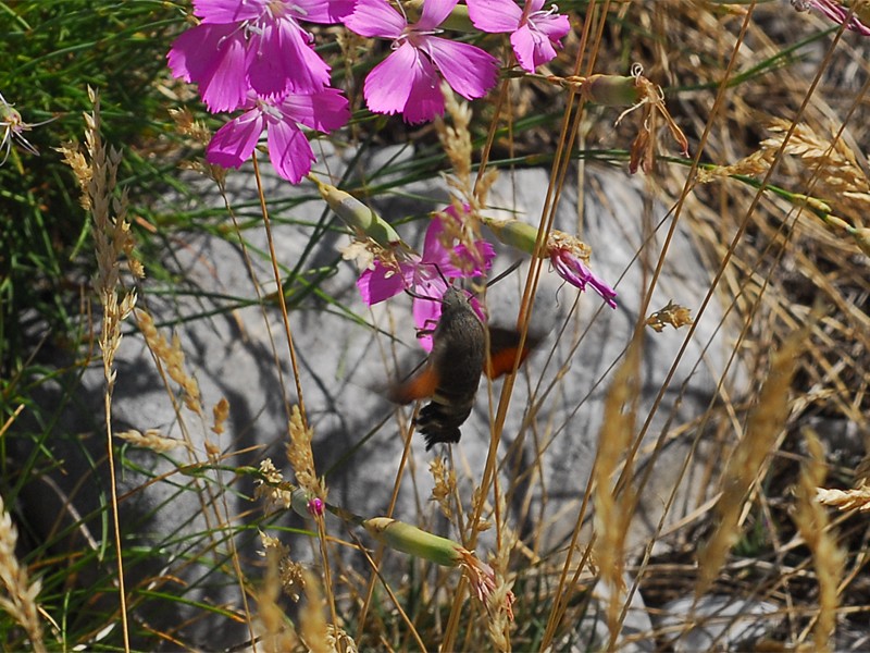 Macroglossum stellatarum