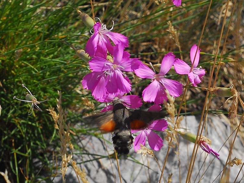 Macroglossum stellatarum
