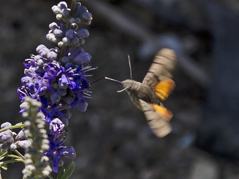 Macroglossum stellatarum