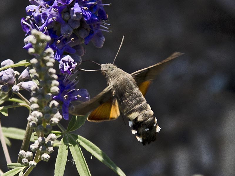 Macroglossum stellatarum