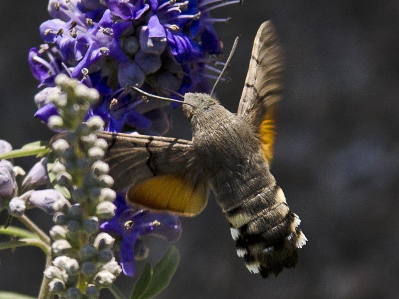 Macroglossum stellatarum