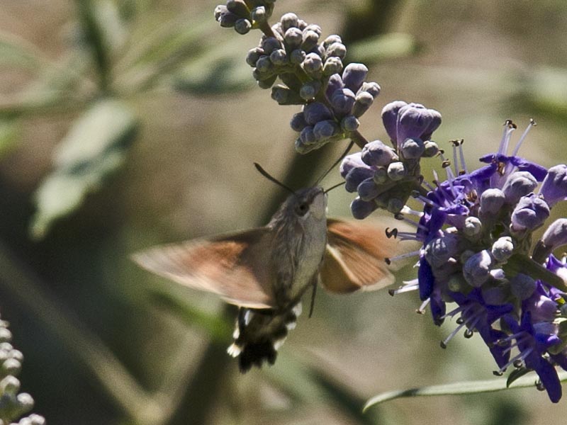 Macroglossum stellatarum
