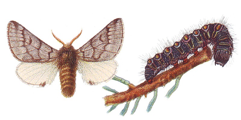 Thaumetopoea pityocampa