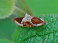 Ancylis