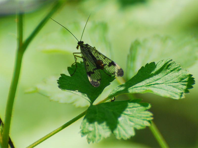 Panorpa communis