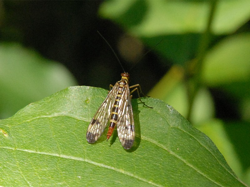 Panorpa communis
