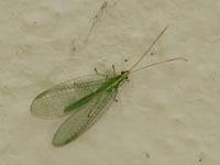 Neuroptera