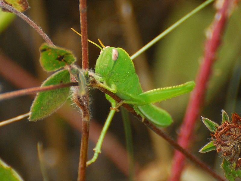 Anacridium aegypticum