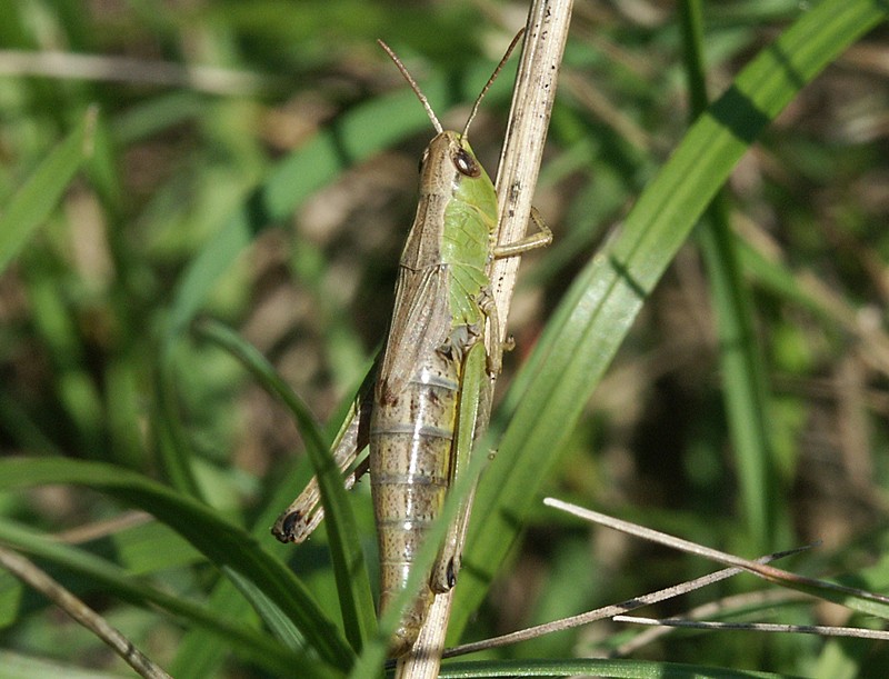 Chorthippus parallelus