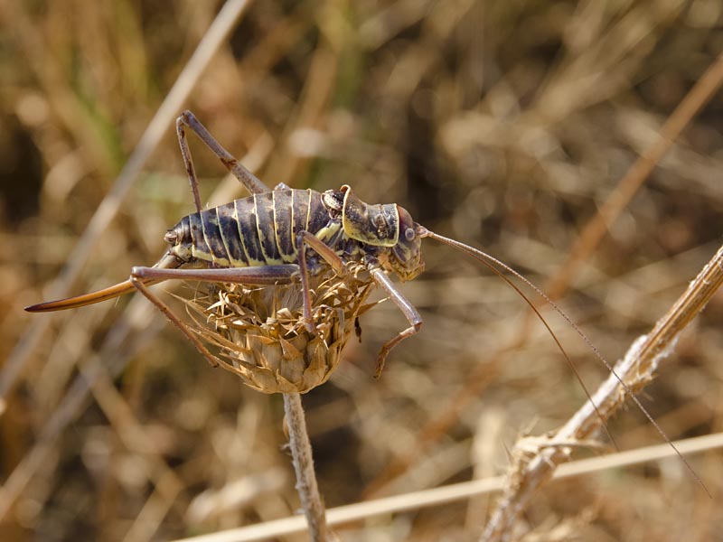 Ephippiger discoidalis