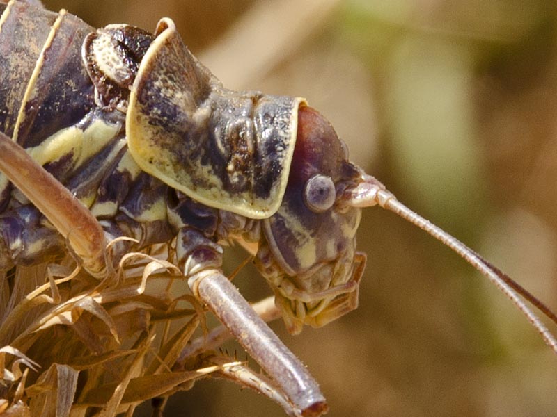 Ephippiger discoidalis